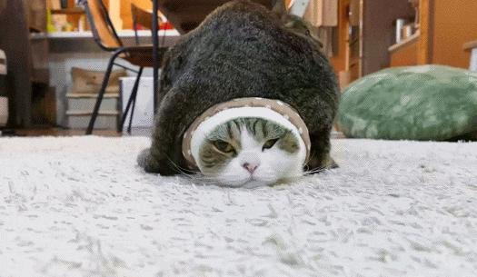 얘들은 왜 이러는 걸까요 | 인스티즈