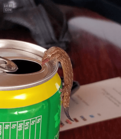 음료수 먹는 도마뱀.jpg | 인스티즈