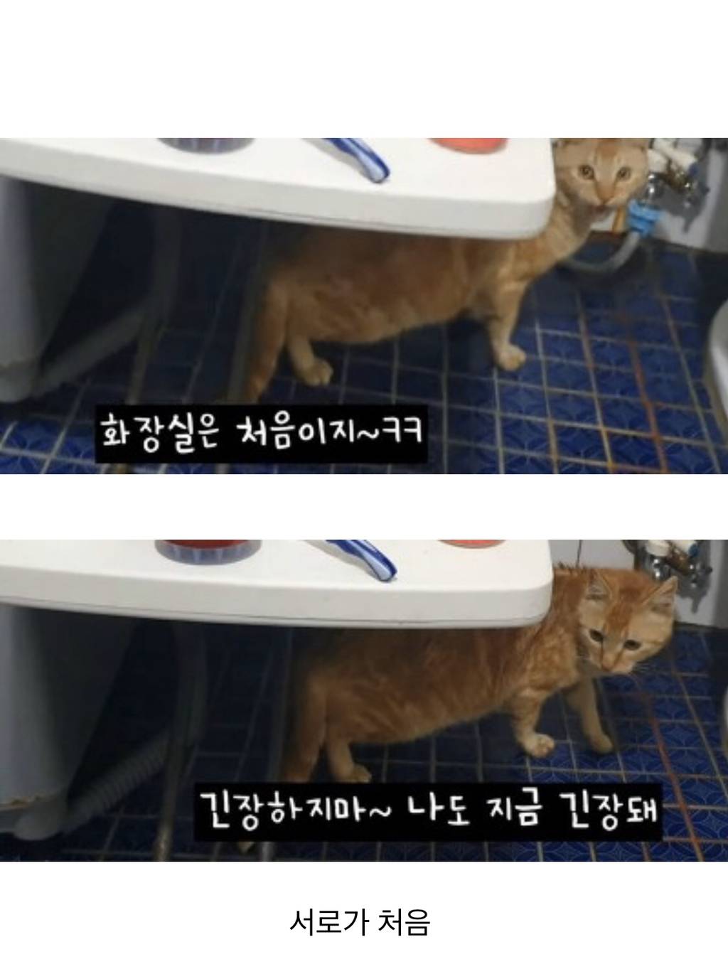고알못 유튜버가 고양이 발 씻기는 방법 (메탈남) | 인스티즈