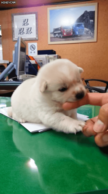 사람 손 물어 뜯는 흉폭한 댕댕이.gif | 인스티즈