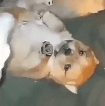 젖 안먹는 강아지 젖먹이는 꿀팁.gif | 인스티즈