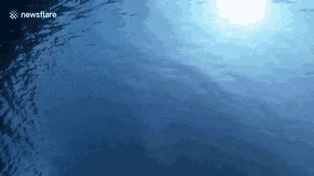 버블링에 휩쓸리는 해파리.gif | 인스티즈