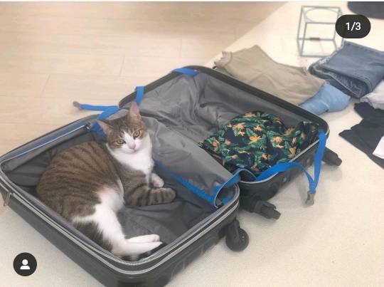 고양이 집사들의 여행짐 싸는 법 | 인스티즈