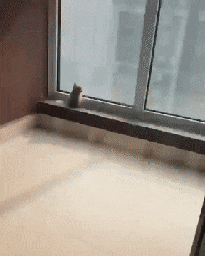 바깥 세상이 궁금한 아기 고양이.gif | 인스티즈