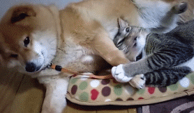 고양이 팔베개 해주는 시바 댕댕이.gif | 인스티즈