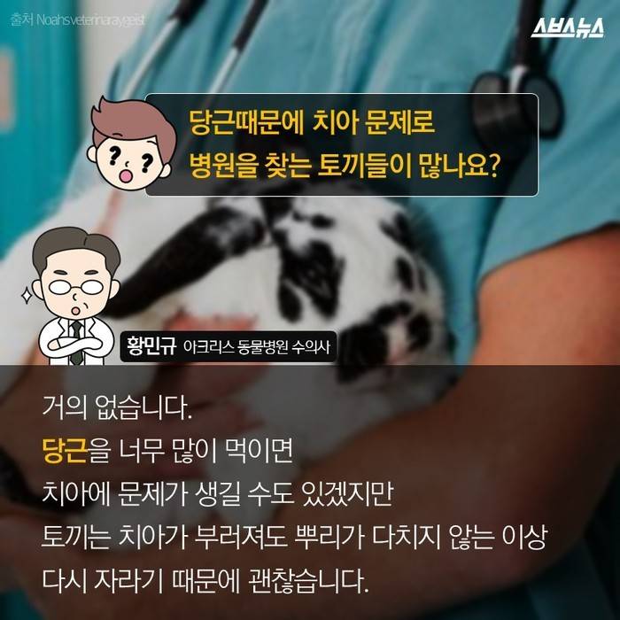  토끼가 당근을 못 먹는다고요? | 인스티즈