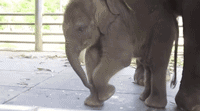 똑똑하고 귀여운 코끼리 | 인스티즈