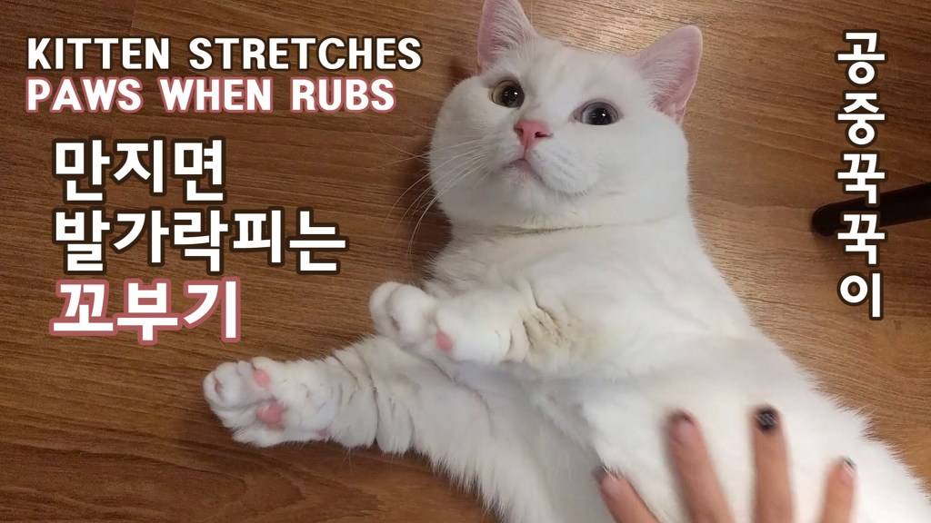 고양이 유투버 시청자들 시청 단계.jpg | 인스티즈