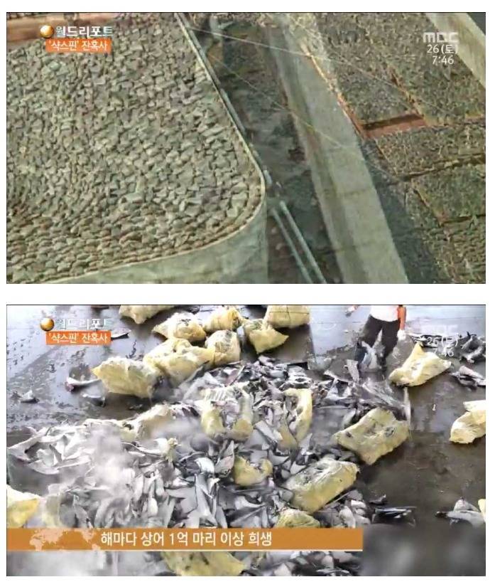 중국의 샥스핀 공장 | 인스티즈