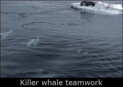 범고래의 협동사냥 | 인스티즈