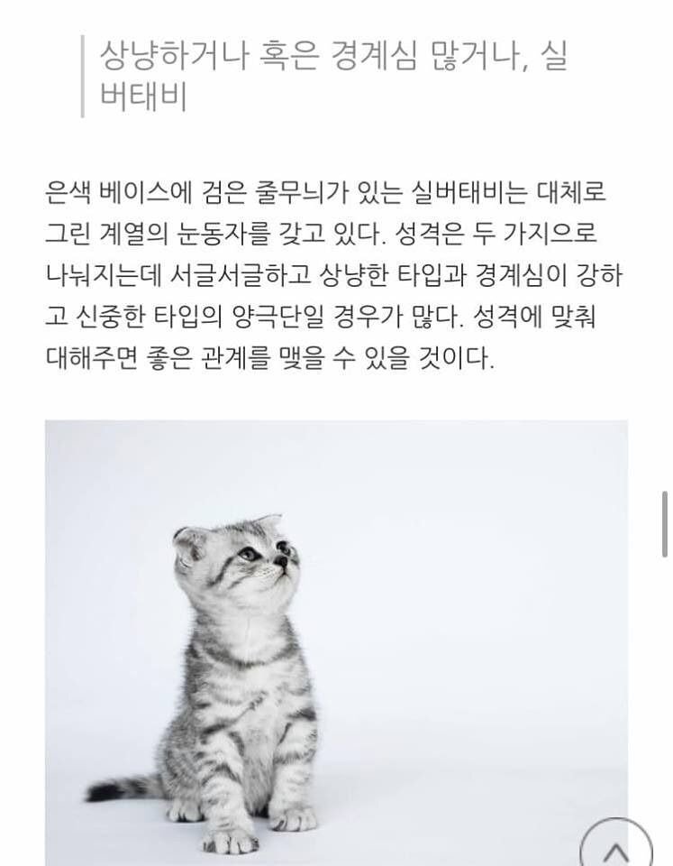 고양이 종류별 성격.jpg | 인스티즈