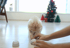 고양이의 동체시력 | 인스티즈