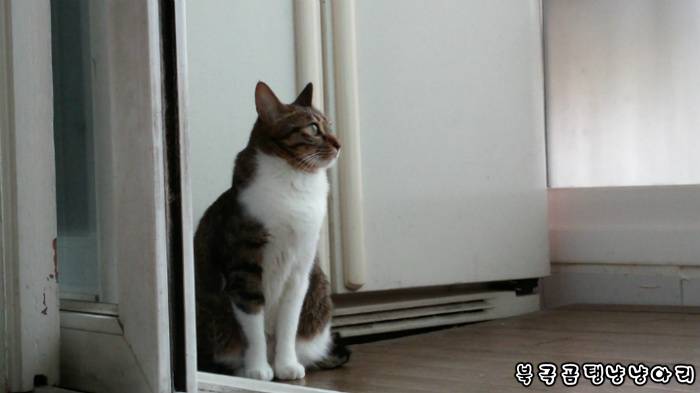 고양이를 싫어하던 떄가 있었다.(사진많음주의) | 인스티즈