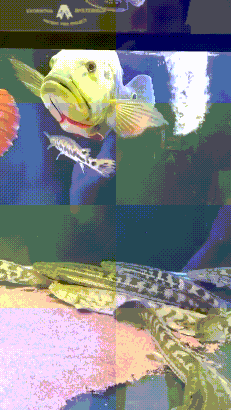 블루투스 물고기.jpg | 인스티즈