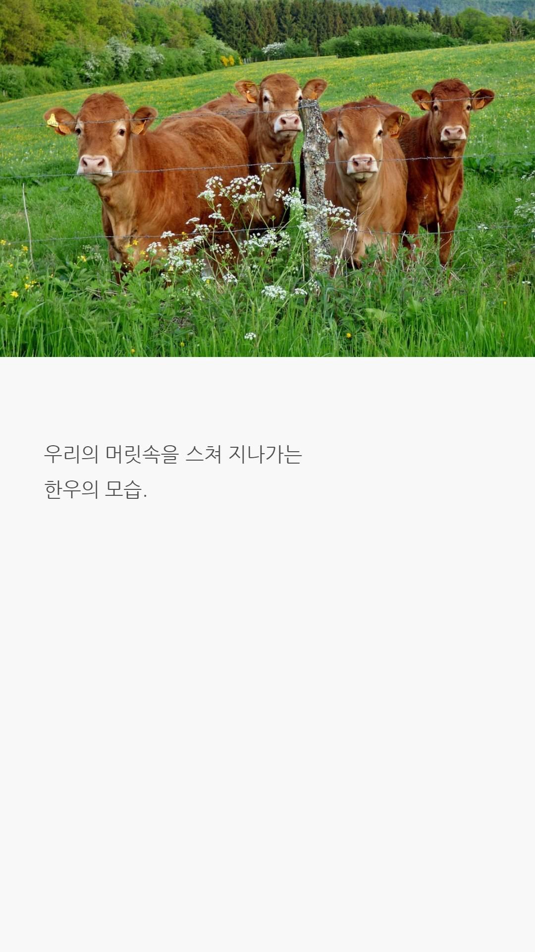 우리나라 한우는 왜 황색일까?jpg - 인스티즈(instiz) 인티포털 우리나라 한우는 왜 황색일까?jpg