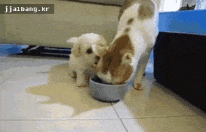 고양이 귀를 사정없이 물어뜯는 멍뭉이.GIF | 인스티즈