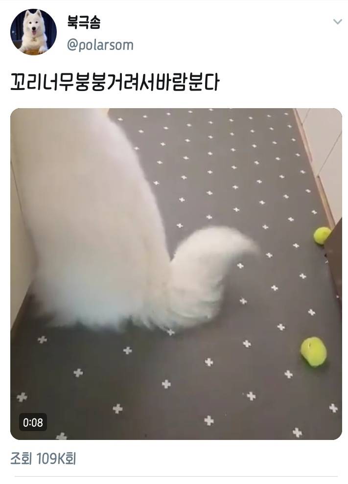 웹툰 극한견주 주인공 사모예드 댕댕이 솜이 사진들.jpg | 인스티즈