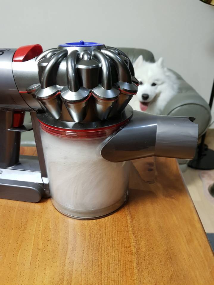 웹툰 극한견주 주인공 사모예드 댕댕이 솜이 사진들.jpg | 인스티즈