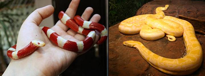 매니아들만 키우는 반려동물 뱀.jpg (뱀사진주의) | 인스티즈