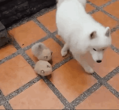 따라다니는 아기 강아지 | 인스티즈