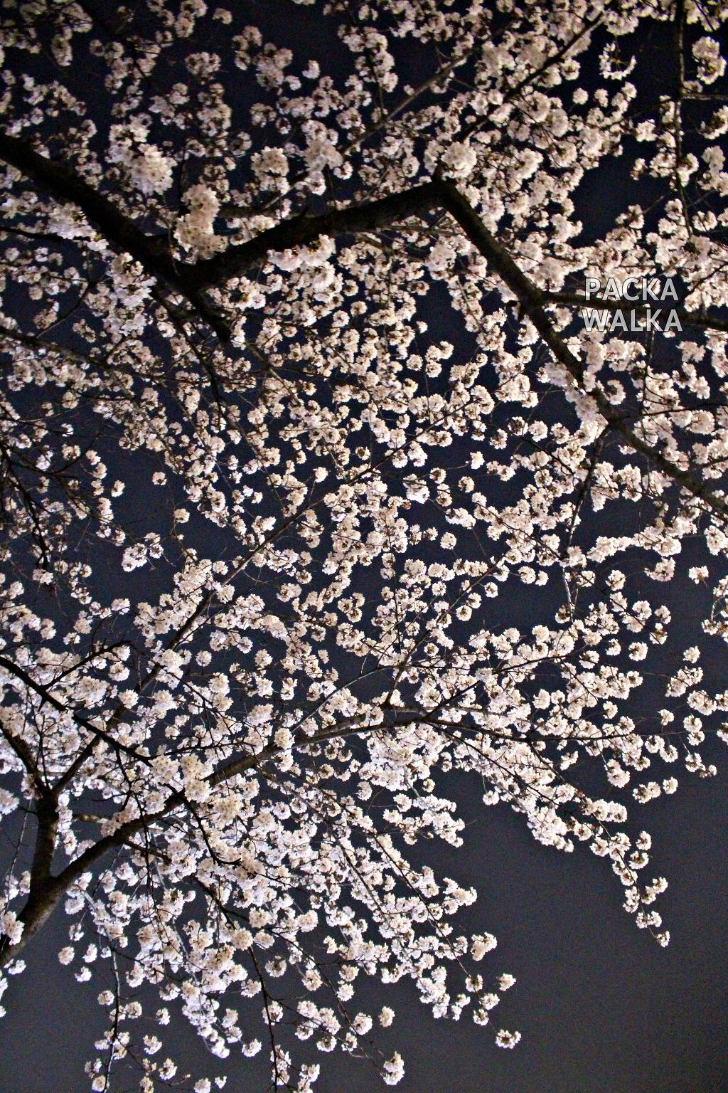 여의도 윤중로 벚꽃축제 | 밤거리 풍경 | 인스티즈