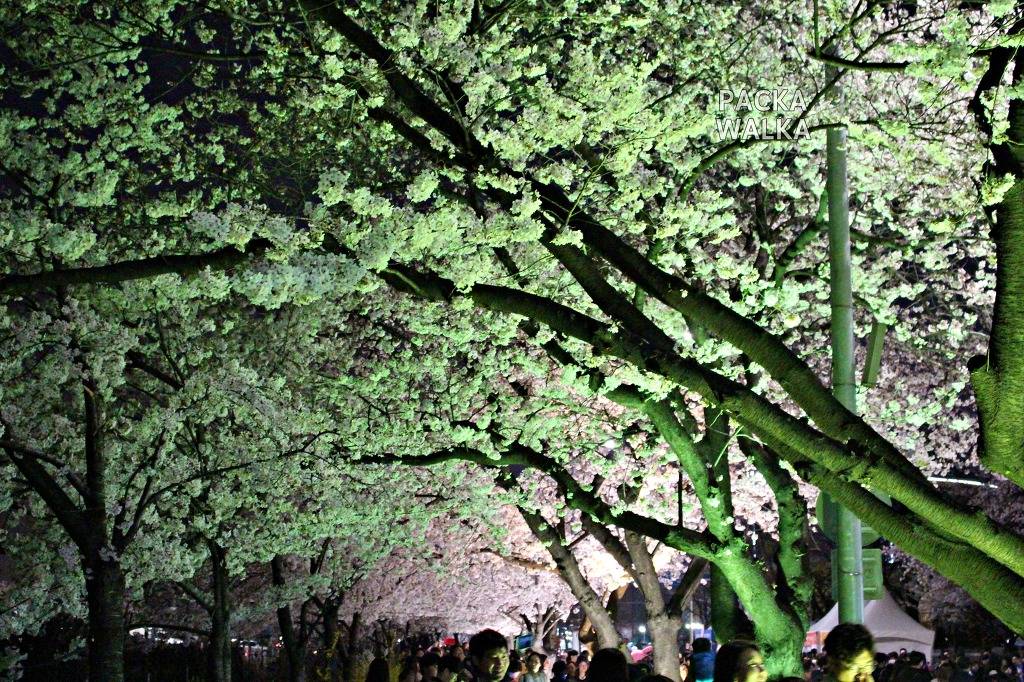 여의도 윤중로 벚꽃축제 | 밤거리 풍경 | 인스티즈