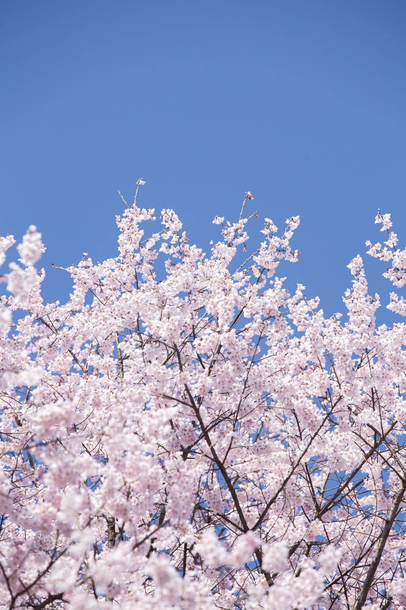 국립산림과학원에서 올려준 올벚나무 배경화면 | 인스티즈