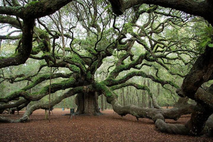 1500살된 오크나무.jpg | 인스티즈