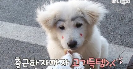 유투브 짱구눈썹멍뭉이ㅋ | 인스티즈