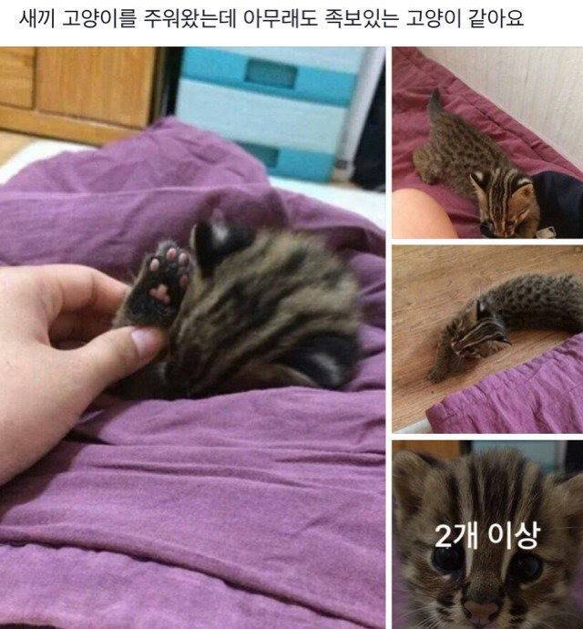 새끼 고양이를 주웠는데 족보있는 고양이 같아요 | 인스티즈