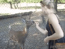 예의가 바른 사슴... | 인스티즈