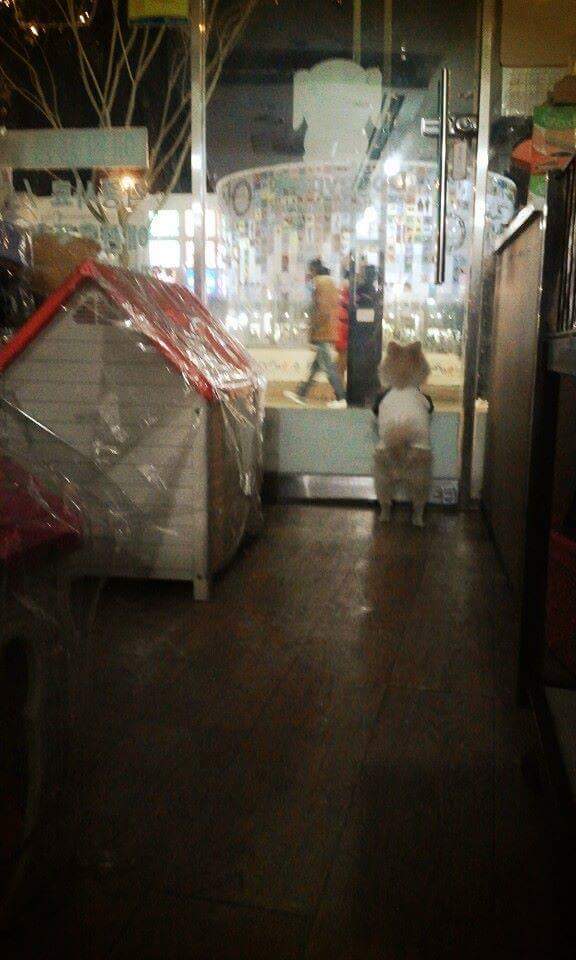 주인이 떠난 뒤 강아지 모습.jpg | 인스티즈