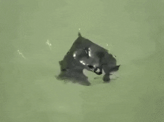 수영하는 박쥐.gif | 인스티즈