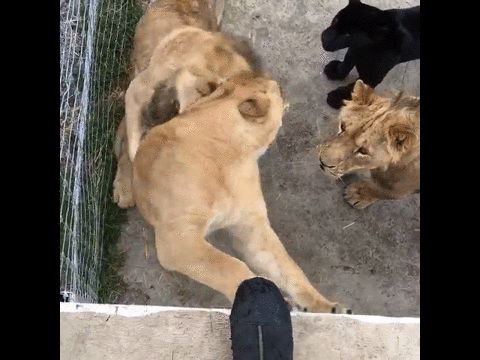 주인을 애타게 원하는 귀요미 냥이 ㅠㅠㅠㅠㅠ | 인스티즈