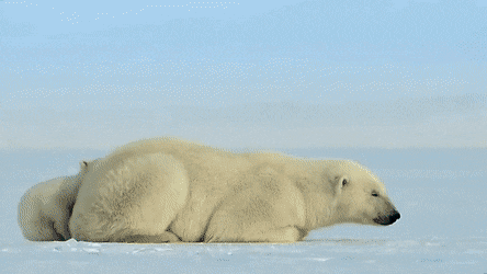 숨 쉬러 잠깐 올라온 바다표범을 보고 놀란 애기 북극곰.gif | 인스티즈