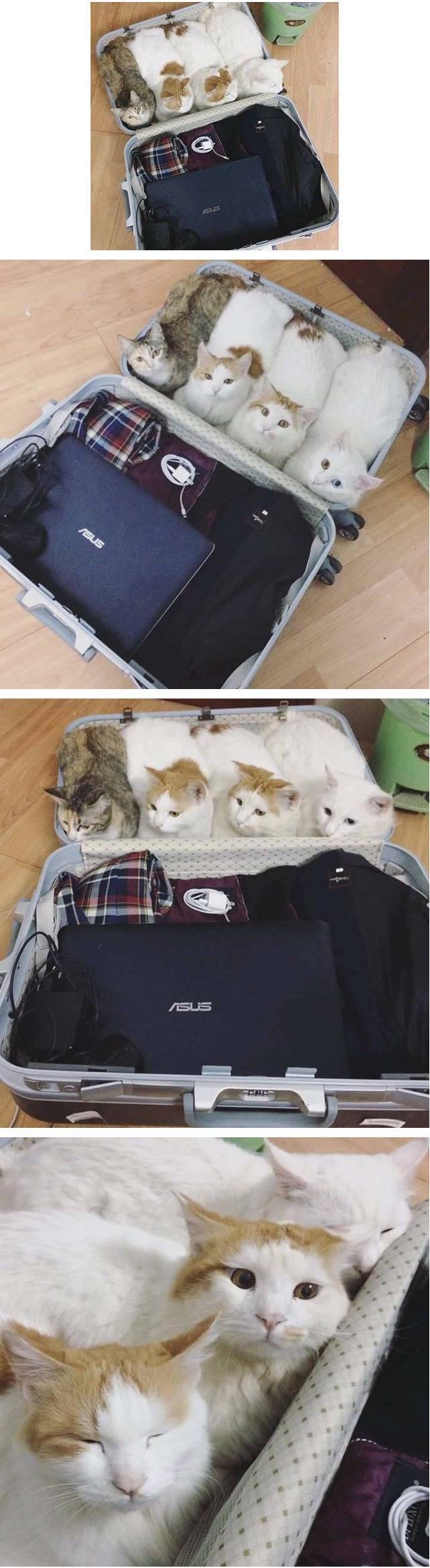 집사야 어디가냥?? | 인스티즈