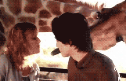 커플 방해하는 기린 | 인스티즈