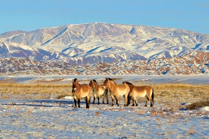 몽골의 생태계.jpg | 인스티즈