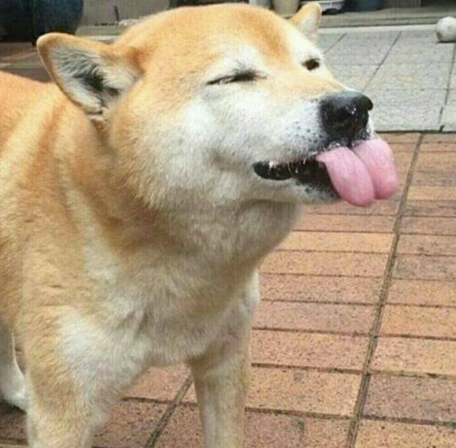 케이크먹고 좋아하는 시바견 | 인스티즈