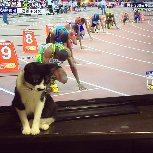고양이 + TV = ....???? | 인스티즈
