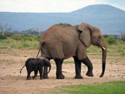 똑똑하고 귀여운 코끼리 | 인스티즈
