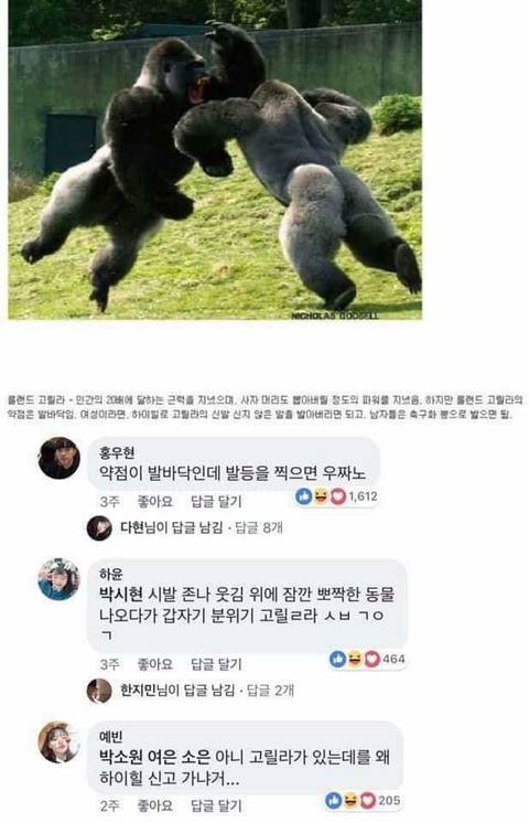 동물이랑 싸워서 이기는 법 | 인스티즈