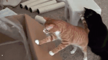 캣타워 무쓸모 .GIF | 인스티즈