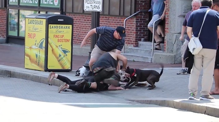 보스턴 산책 중 핏불에게 공격당하는 비글 (혐오주의) | 인스티즈