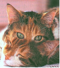 물리학 슈뢰딩거의 고양이에 대해 알아보자.araboza | 인스티즈