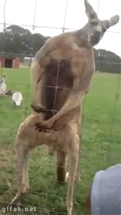 채식동물의 근육 | 인스티즈