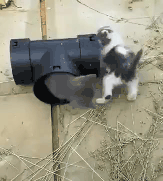 끝나지 않는 꼬리잡기 | 인스티즈