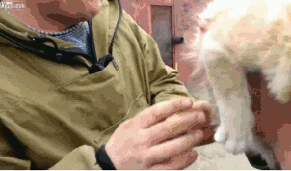 고양이를 자동차에 달아버리는 사람들.gif | 인스티즈