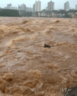 흔치 않은 홍수대처법.gif | 인스티즈