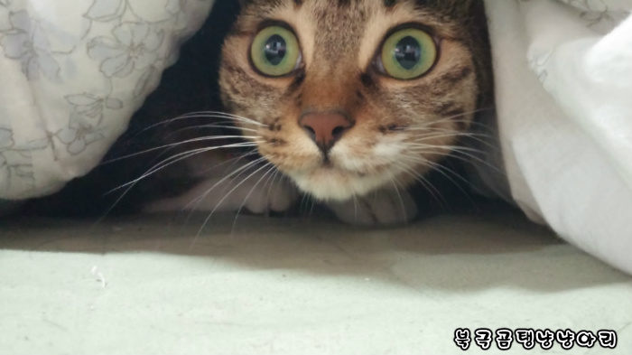 고양이를 싫어하던 떄가 있었다.(사진많음주의) | 인스티즈